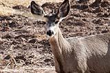 Deer Bosque Del Apache Dec 2018